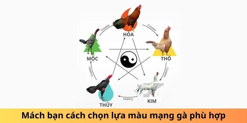 Nhiều cách chọn màu mạng gà