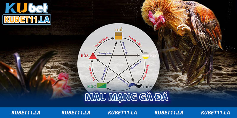 Màu mạng gà đá